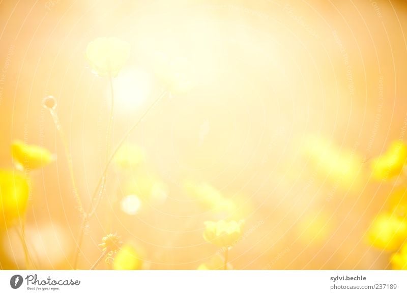 Butterblume. Umwelt Natur Pflanze Sonne Sommer Schönes Wetter Blume Blüte Wiese leuchten Wärme gelb Warmherzigkeit Romantik Idylle Wachstum orange Hahnenfuß