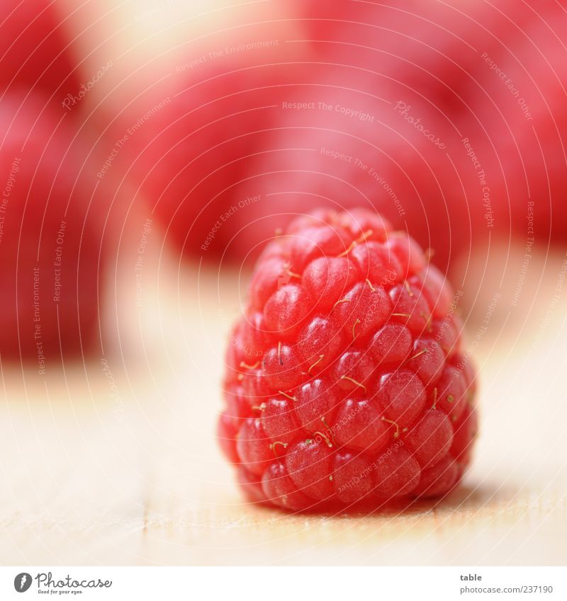 red power Lebensmittel Frucht Dessert Himbeeren Ernährung Bioprodukte Vegetarische Ernährung Slowfood Vitamin Gesundheit Nutzpflanze Wildpflanze liegen warten