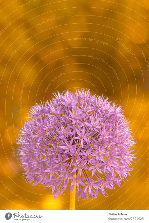 Zierlauch (Allium) elegant harmonisch Dekoration & Verzierung Bild Postkarte Feste & Feiern Valentinstag Muttertag Ostern Trauerfeier Beerdigung Natur Pflanze