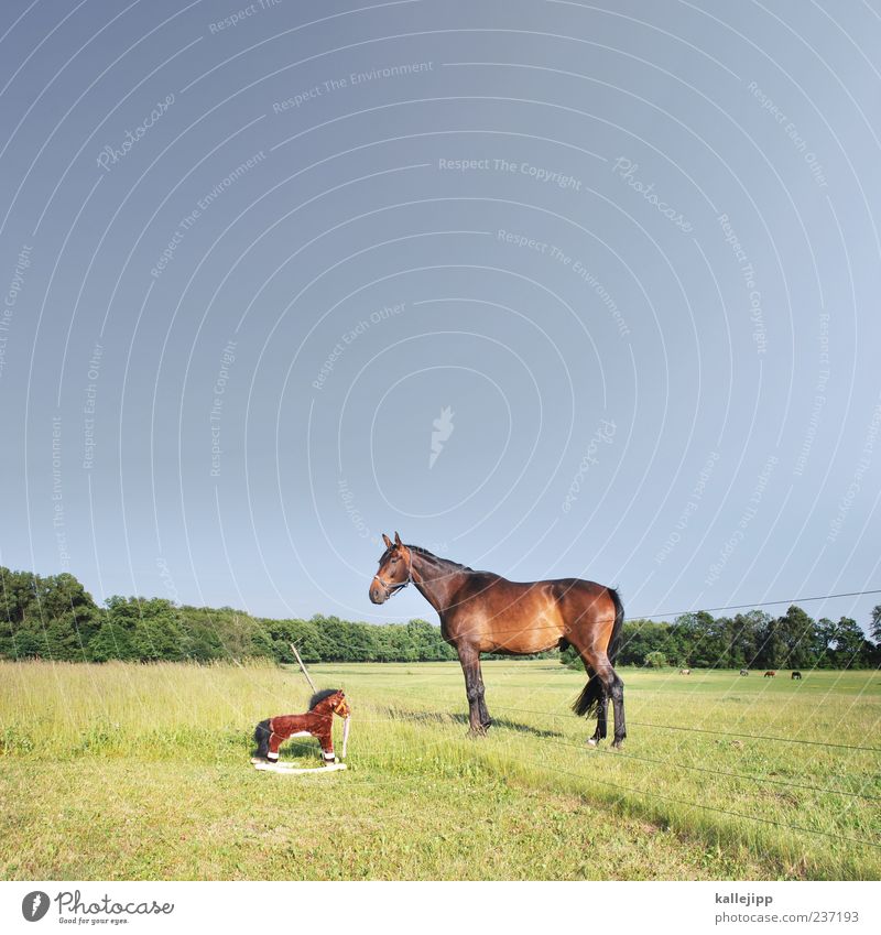 der plagiator Umwelt Natur Landschaft Pflanze Tier Wolkenloser Himmel Gras Sträucher Grünpflanze Wildpflanze Wiese Nutztier Pferd 2 Blick Neugier Schaukelpferd