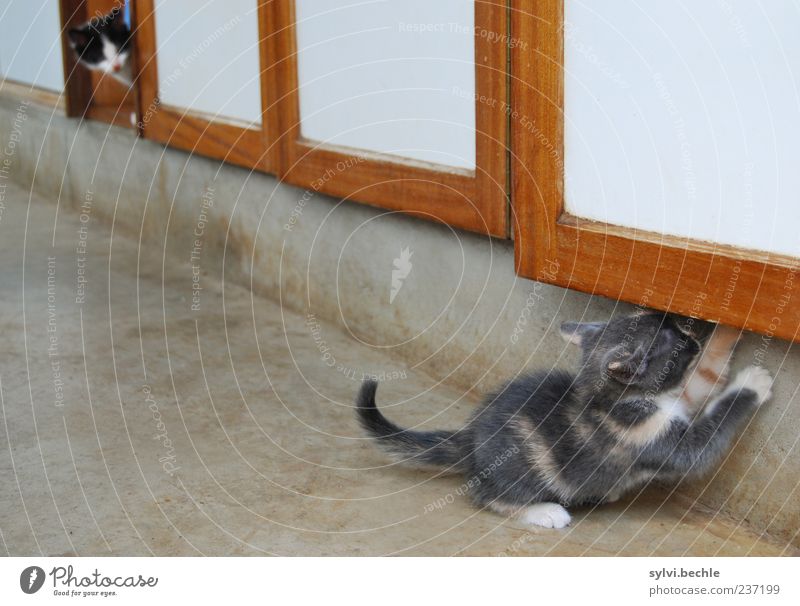 ausgetrickst Häusliches Leben Wohnung Möbel Tier Haustier Katze Fell Pfote 2 beobachten Blick Spielen frech niedlich klug weich Mut Zusammensein Neugier planen