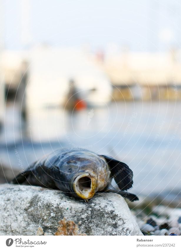 Vergessen Wasser Sommer See Tier Wildtier Totes Tier Fisch Tiergesicht 1 liegen authentisch blau Tod Farbfoto Außenaufnahme Detailaufnahme Menschenleer