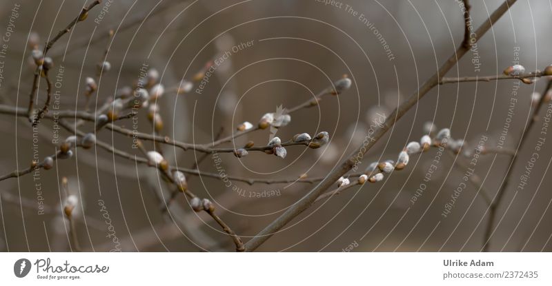 Weidenkätzchen - Frühling Trauerkarte Trauerfeier Beerdigung Natur Pflanze dunkel braun Tod Einsamkeit Ast Katzenbaby Traurigkeit Farbfoto Gedeckte Farben