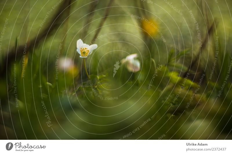 Verwischtes Buschwindröschen Wellness Leben harmonisch Wohlgefühl Zufriedenheit Sinnesorgane Erholung ruhig Meditation Natur Pflanze Frühling Blume Blüte