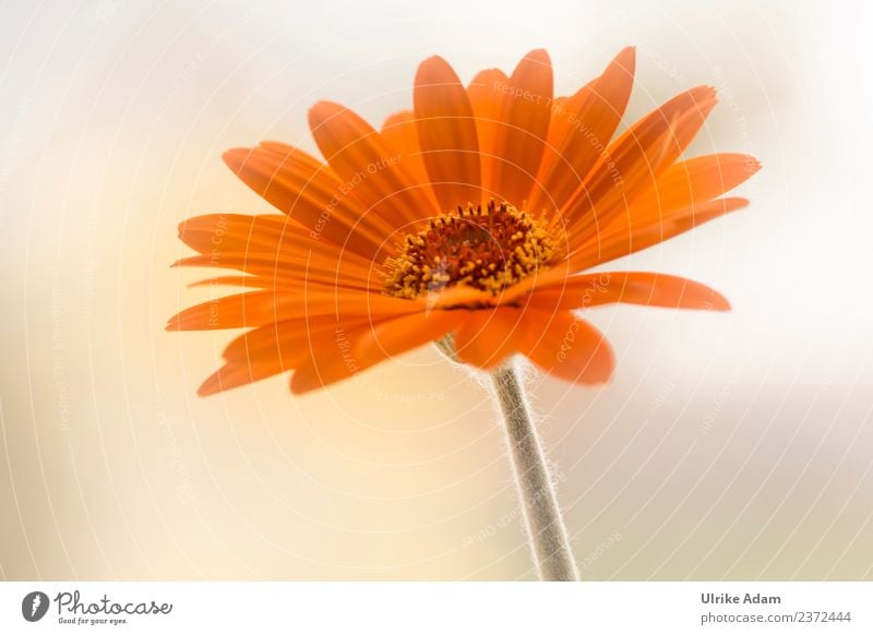 Blumengruß - Orange Gerbera Natur Pflanze Sommer Blüte Garten Blumenstrauß Blühend schön orange Lebensfreude dankbar Makroaufnahme Blütenblatt Blütenstempel