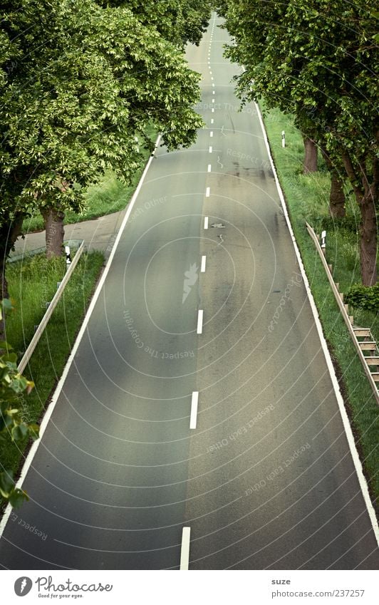 Schnellstraße Umwelt Baum Verkehr Verkehrswege Straße Wege & Pfade authentisch lang natürlich Ziel Asphalt Landstraße gerade Mittellinie Allee Farbfoto