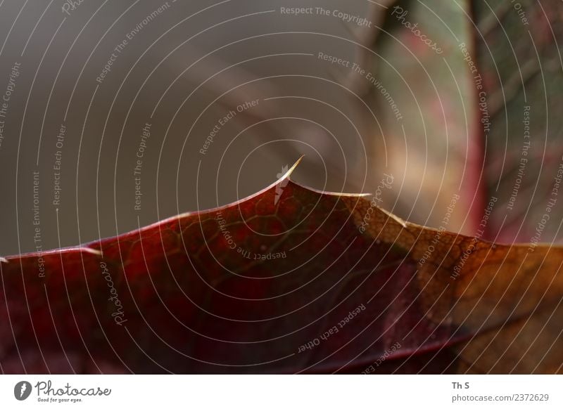 Blatt Natur Pflanze Frühling Herbst verblüht ästhetisch authentisch einfach elegant natürlich Spitze grau grün rot Gelassenheit geduldig ruhig einzigartig