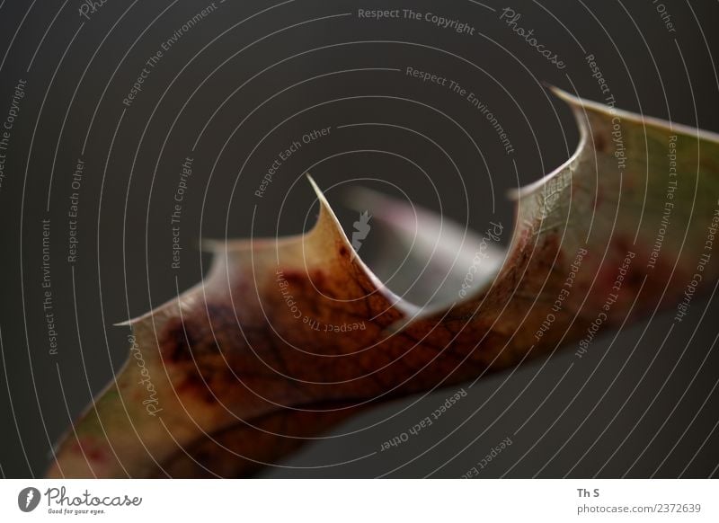 Blatt Natur Pflanze Herbst Winter verblüht ästhetisch authentisch einfach elegant natürlich Spitze braun grau grün Gelassenheit geduldig ruhig Farbe einzigartig