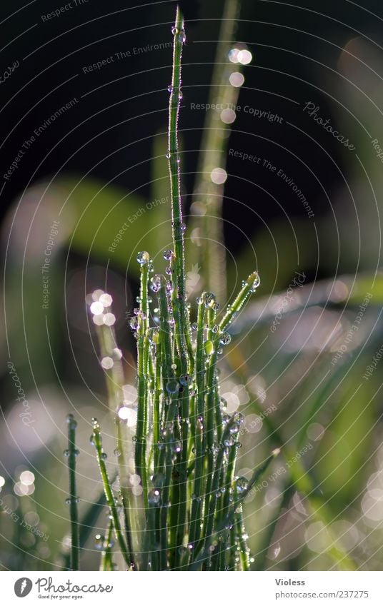 Elfenturm Natur Pflanze grün Tau Schachtelhalm Farbfoto Makroaufnahme Morgendämmerung Unschärfe Schwache Tiefenschärfe nass Wassertropfen Menschenleer