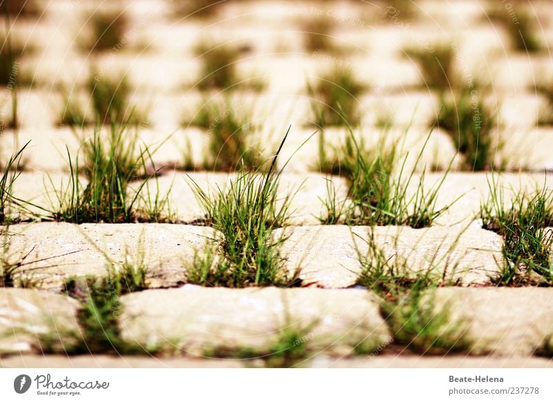 Mustergültig Gras Stein grau grün Grasbüschel regelmässig Symmetrie Grasspitze Pflastersteine Kopfsteinpflaster Farbfoto Außenaufnahme Tag viele Unschärfe