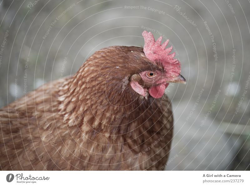 Huhnigunde Tier Nutztier Vogel Haushuhn 1 beobachten Blick schön natürlich braun Menschenleer Textfreiraum links Textfreiraum rechts Textfreiraum oben