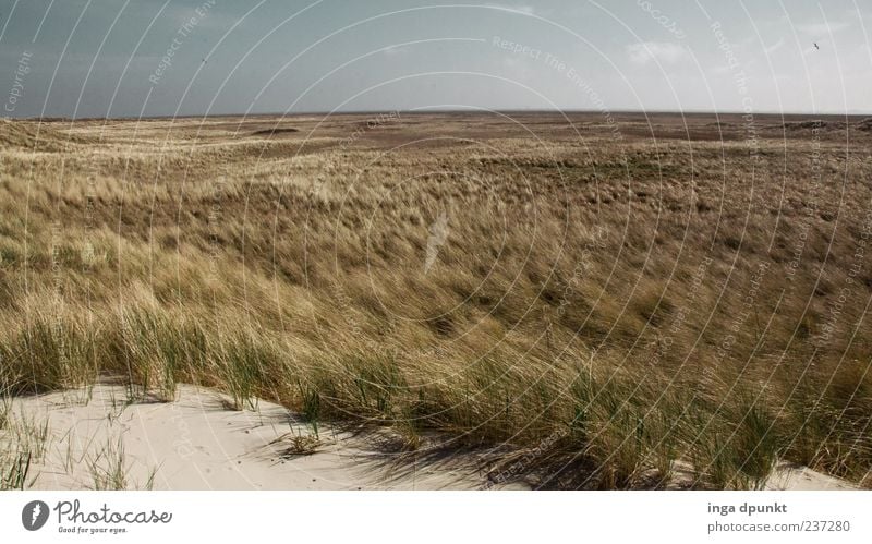 Der Wind weht Ferien & Urlaub & Reisen Tourismus Umwelt Natur Landschaft Pflanze Urelemente Sand Wetter Schönes Wetter Gras Küste Strand Nordsee Düne Dünengras