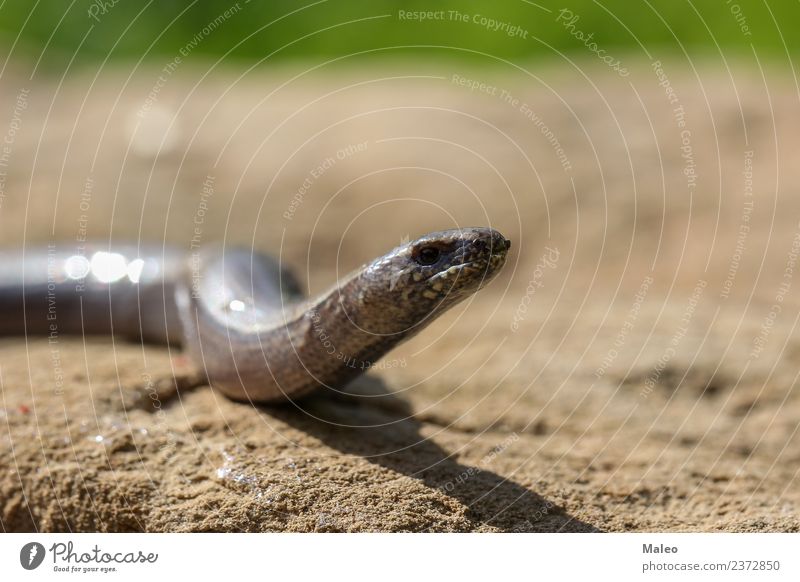 Schlange Reptil Tier Natur Wildtier wild braun Echte Eidechsen blind nah Nahaufnahme krabbeln Lebewesen Detailaufnahme Drache Europa Auge Boden Kopf