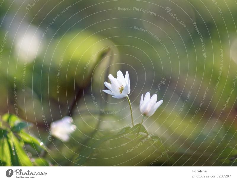 Für alle liebevollen Väter Umwelt Natur Pflanze Frühling Blume Blatt Blüte Wildpflanze hell natürlich Frühblüher Buschwindröschen Farbfoto mehrfarbig