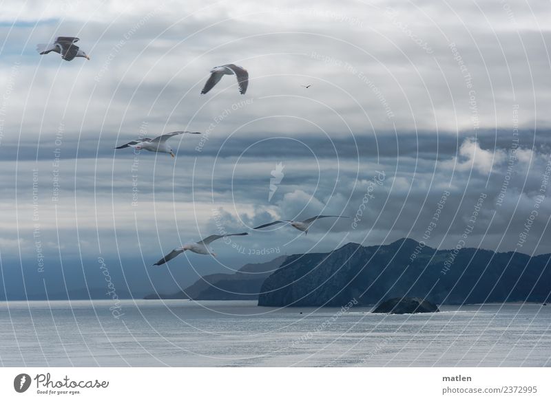 Abend an der Bizkaya Landschaft Wasser Himmel Wolken Gewitterwolken Horizont Sommer schlechtes Wetter Felsen Berge u. Gebirge Küste Bucht Meer Wildtier Vogel