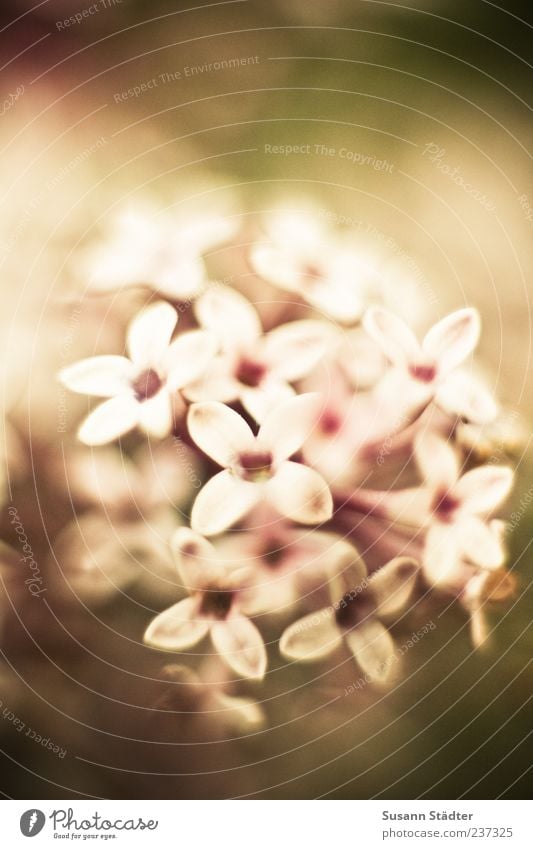 Daydream Pflanze Blume Blüte Tilt-Shift Makroaufnahme Außenaufnahme Nahaufnahme Detailaufnahme Menschenleer Unschärfe Schwache Tiefenschärfe Zentralperspektive