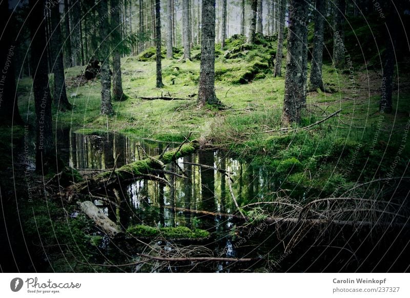 Deutscher Wald. Umwelt Natur Landschaft Herbst Baum Sträucher Moos Wiese Hügel Reflexion & Spiegelung Deutschland Schwarzwald grün Farbfoto Außenaufnahme