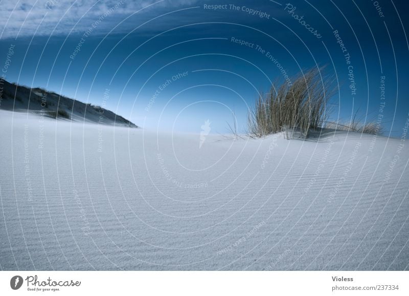 Spiekeroog | ...infinite dunes Natur Landschaft Himmel Strand Erholung blau Dünengras Stranddüne Nordseeinsel Sand Farbfoto Außenaufnahme Textfreiraum unten