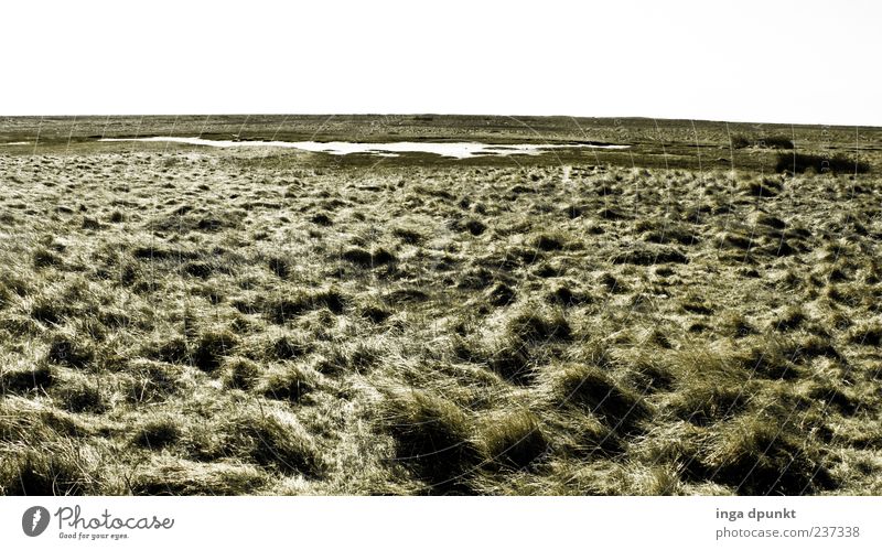 Spiekerooger Weiten Ferien & Urlaub & Reisen Ausflug Ferne Wind Pflanze Gras Küste Nordsee Salzwiese Deutschland trist grün Farbfoto Außenaufnahme Menschenleer