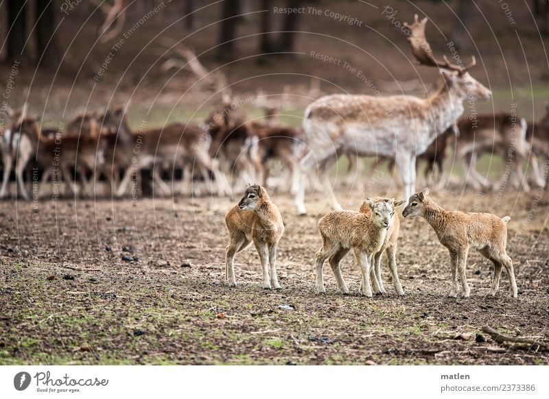 Musketiere Landschaft Tier Frühling Gras Hügel Wildtier Tiergruppe Herde stehen Dammwild Rehkitz Sitzung Farbfoto Gedeckte Farben Außenaufnahme Menschenleer