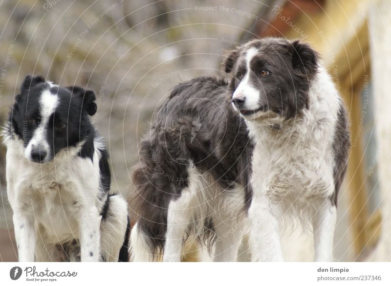 schäferhunde Tier Haustier Hund 2 Partnerschaft Fell Zusammenhalt Rudel Farbfoto Außenaufnahme Menschenleer Schwache Tiefenschärfe Tierporträt Tierpaar Haushund