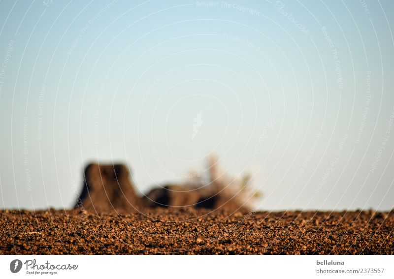 El Teide Umwelt Natur Landschaft Pflanze Erde Sand Luft Himmel Wolkenloser Himmel Horizont Sonnenlicht Frühling Sommer Klima Schönes Wetter Wärme Dürre