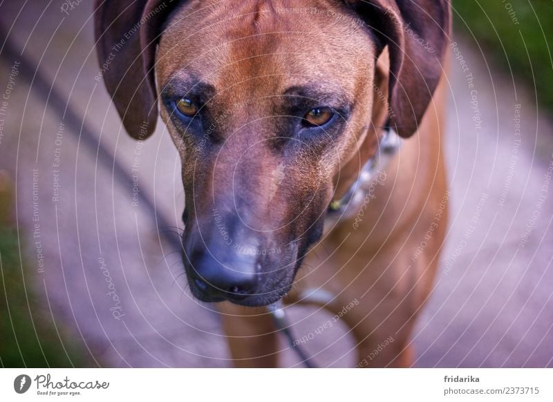 Blick nach vorn Haustier Hund 1 Tier stehen Freundlichkeit kuschlig niedlich braun schwarz Fell Hängeohr Hundenase Hundeschnauze Hundeblick Hundekopf Hundeauge