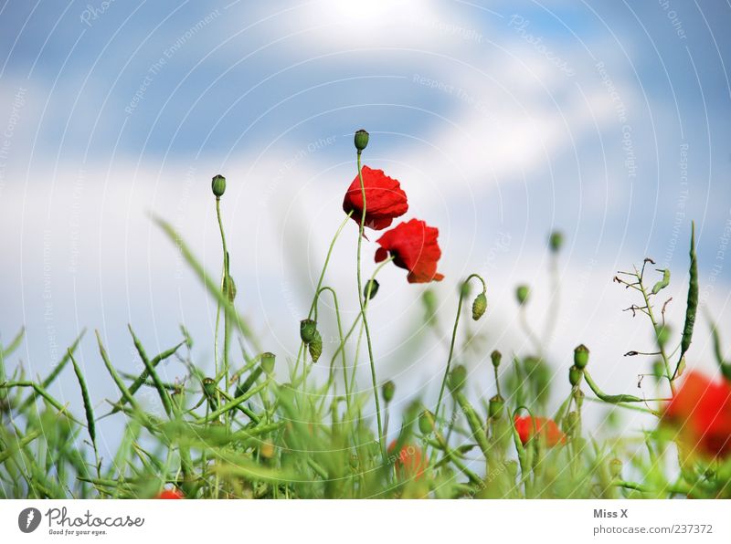 Mohn Natur Pflanze Himmel Sommer Blume Blatt Blüte Wiese Feld Blühend Duft Wachstum grün rot Mohnblüte Mohnfeld Farbfoto mehrfarbig Außenaufnahme Menschenleer