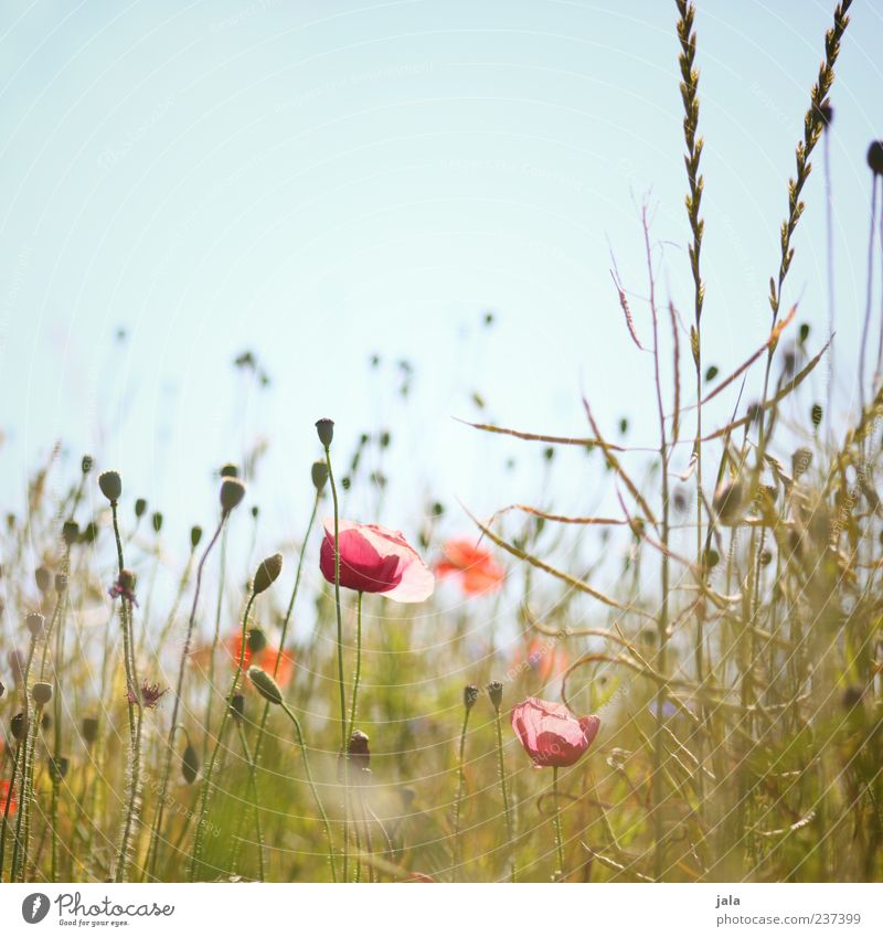 frühlingswiese Natur Landschaft Pflanze Himmel Wolkenloser Himmel Blume Gras Wiese schön Lebensfreude Mohnblüte Mohnfeld Mohnkapsel Farbfoto Außenaufnahme