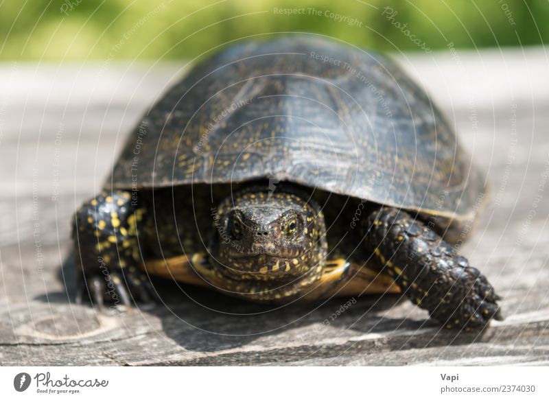 Große Schildkröte auf altem Holztisch exotisch Sommer Sonne Schreibtisch Tisch Umwelt Natur Tier Sonnenlicht Frühling Gras Haustier Wildtier Tiergesicht Krallen