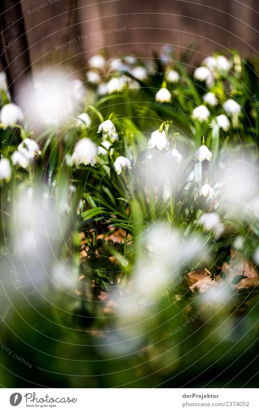 Märzenbecherblüte in Niedersachsen Ferien & Urlaub & Reisen Tourismus Ausflug Abenteuer Ferne Freiheit Berge u. Gebirge wandern Umwelt Natur Landschaft Pflanze