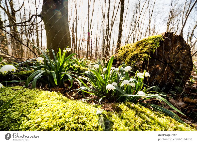 Märzenbecherblüte auf dem Schweinsberg Ferien & Urlaub & Reisen Tourismus Ausflug Freiheit Berge u. Gebirge wandern Umwelt Natur Landschaft Pflanze Tier