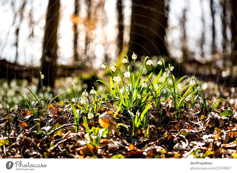 Märzenbecherblüte im Gegenlicht Ferien & Urlaub & Reisen Tourismus Ausflug Abenteuer Ferne Berge u. Gebirge wandern Umwelt Natur Landschaft Pflanze Frühling