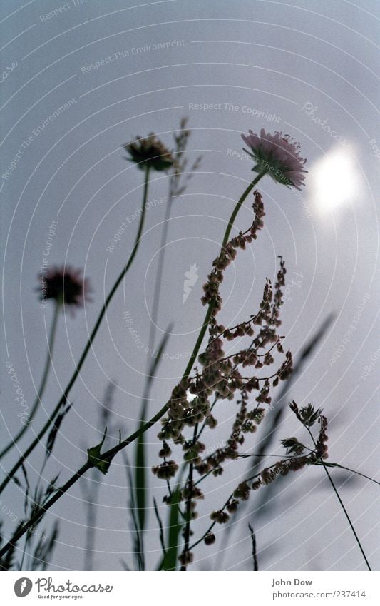 Mondverschwörung Sonnenlicht Frühling Sommer Pflanze Blume Gras Blatt Blüte Grünpflanze außergewöhnlich ästhetisch einzigartig Inspiration Natur Vergänglichkeit