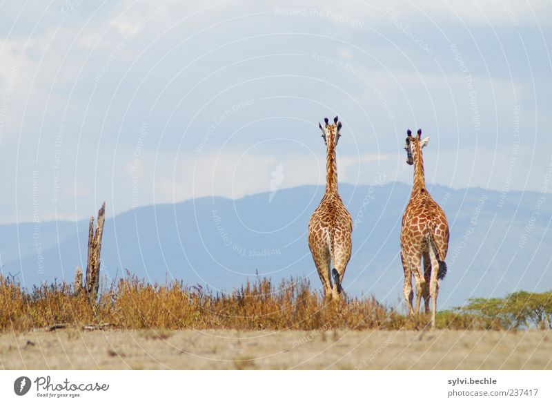 bis bald! Ferien & Urlaub & Reisen Freiheit Safari Sommer Umwelt Natur Landschaft Himmel Wolken Dürre Sträucher Tier Wildtier 2 Tierpaar Bewegung gehen laufen