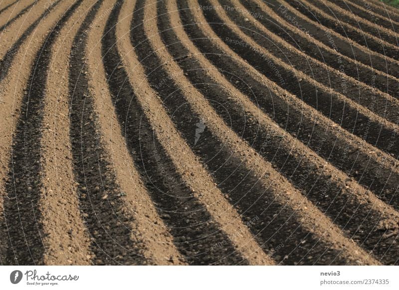 Ackerfurchen eines frisch gepflügten Feldes Umwelt Natur Landschaft Urelemente Erde Frühling braun Frühlingsgefühle ruhig Ackerbau Ackerboden Landwirtschaft