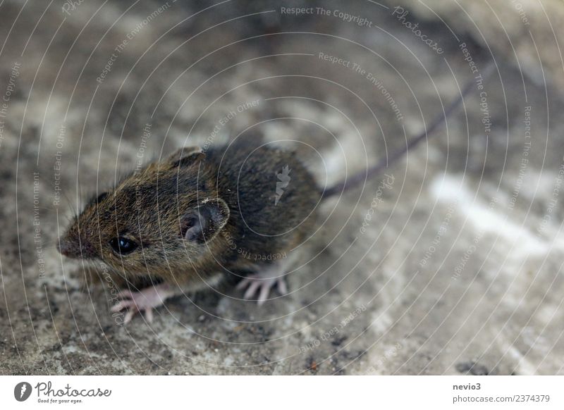 Kleine Feldmaus Umwelt Natur Erde Garten Tier Wildtier Maus 1 laufen rennen schön kuschlig klein Geschwindigkeit weich braun Tierliebe Erdmaus Nagetiere Fell