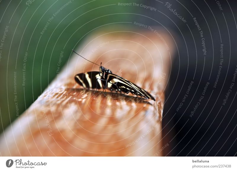 Zebraschmetterling Natur Schönes Wetter Tier Wildtier Schmetterling Flügel 1 sitzen ästhetisch außergewöhnlich elegant exotisch fantastisch frei hell schön