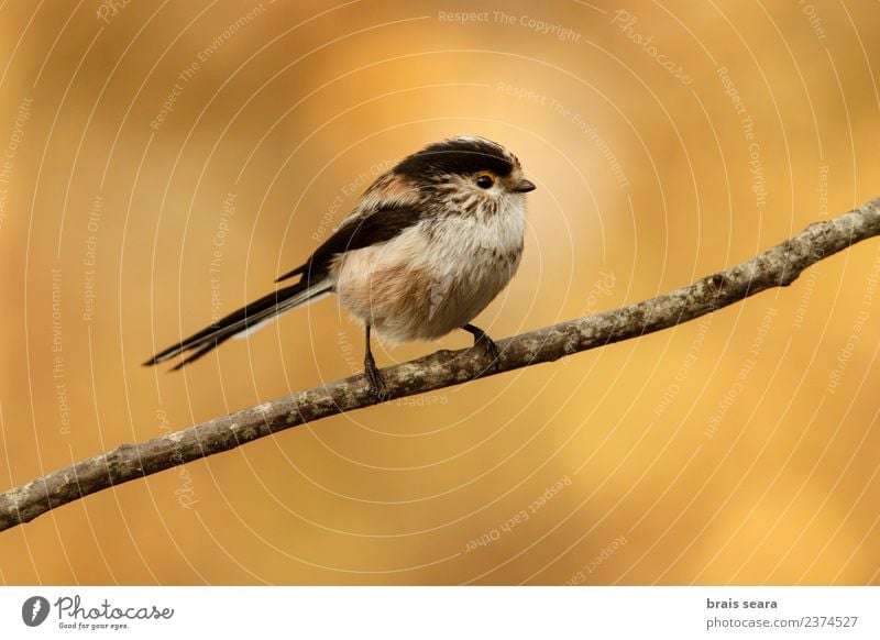 Langschwanzmeise Wissenschaften Umwelt Natur Tier Wald Wildtier Vogel 1 frei natürlich Tierliebe aegithalos caudatus Avenue Allee Tiere Tierwelt Akkordata