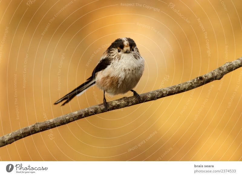 Langschwanzmeise Wissenschaften Umwelt Natur Tier Wald Wildtier Vogel 1 frei natürlich gelb Tierliebe aegithalos caudatus Avenue Allee Tiere Tierwelt Akkordata