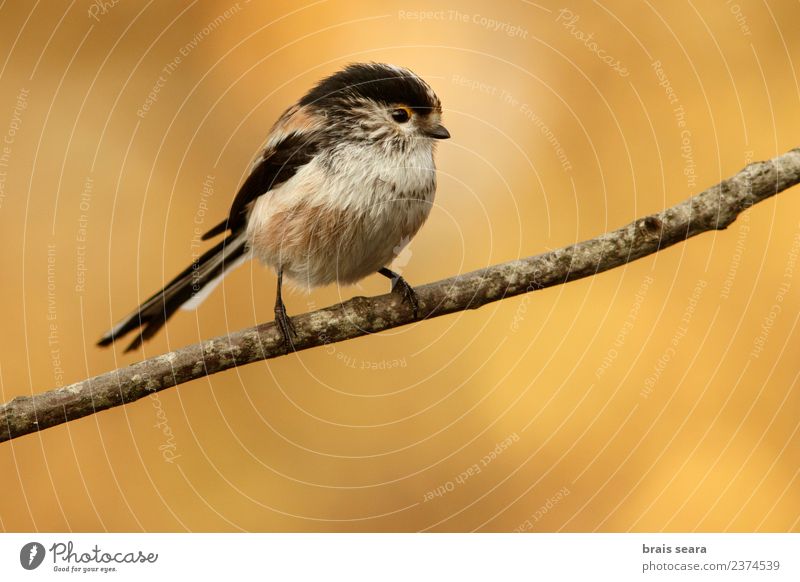 Langschwanzmeise Wissenschaften Natur Tier Wald Wildtier Vogel 1 frei natürlich wild gelb Tierliebe Freiheit Erde aegithalos caudatus Avenue Tiere Tierwelt