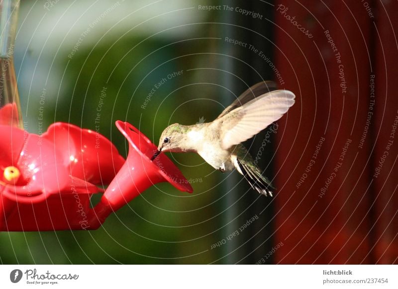 Kolibri trinken Saft Tier Sommer Blume Kunstblume Wildtier Vogel Flügel 1 fliegen füttern ästhetisch elegant natürlich niedlich gold grün rot Farbfoto