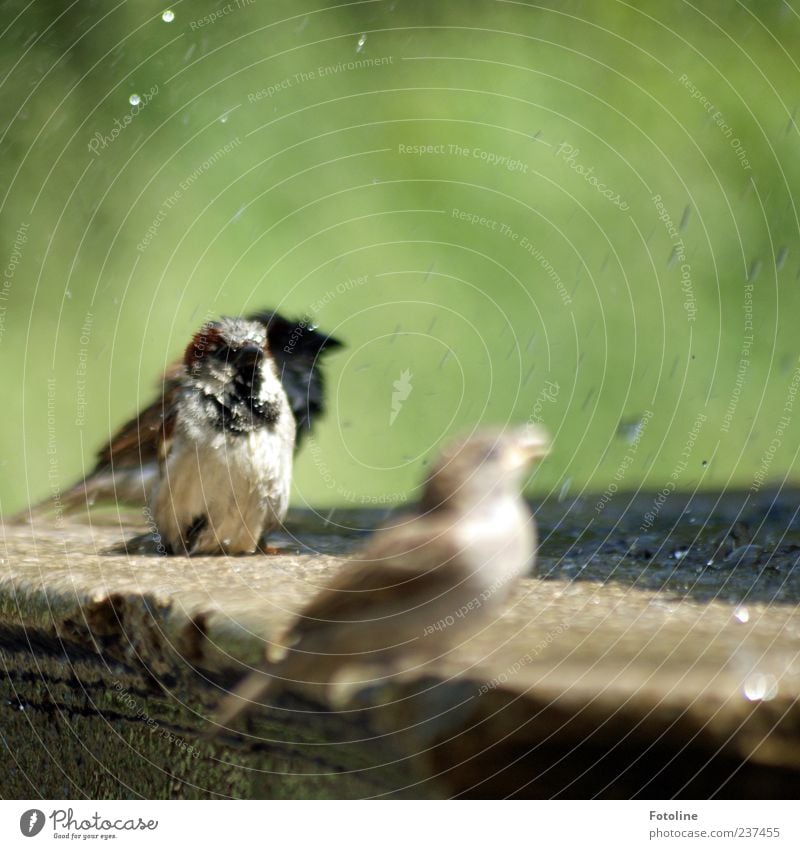 Badespaß Umwelt Natur Tier Urelemente Wasser Wassertropfen Sommer Park Vogel hell nah nass natürlich braun grün Spatz Brunnen Stein Farbfoto mehrfarbig