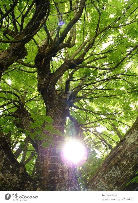 Sonntag Natur Sonne Frühling Sommer Baum leuchten frisch groß hoch braun grün Kraft Warmherzigkeit ruhig Farbfoto Außenaufnahme Tag Sonnenstrahlen