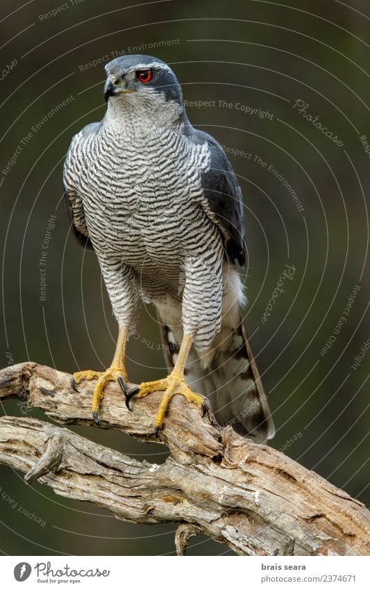 Habicht Wissenschaften Biologie Ornithologie Umwelt Natur Tier Baum Wald Wildtier Vogel Tiergesicht Flügel Habichte 1 Holz warten natürlich blau rot geduldig