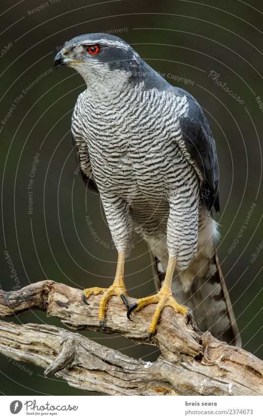 Habicht Wissenschaften Umwelt Natur Tier Wald Wildtier Vogel Tiergesicht Flügel Habichte 1 warten elegant frei schön natürlich rot Tierliebe friedlich geduldig