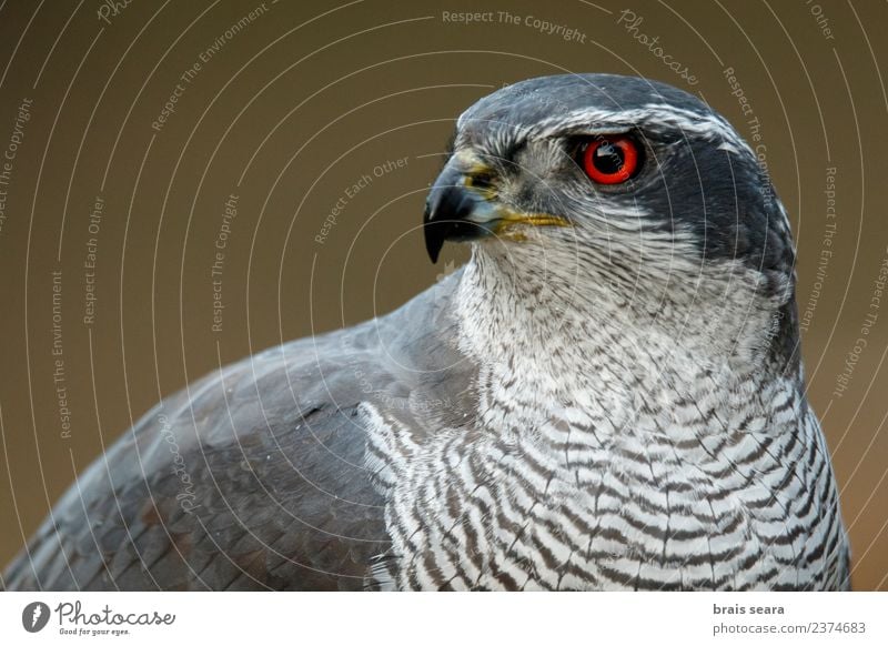 Habicht Umwelt Natur Tier Wald Wildtier Vogel Habichte 1 Tierliebe Avenue Tiere Tierwelt Akkordata Wirbeltier Wirbeltiere Spanien Auge rot Porträt Kopf Feder