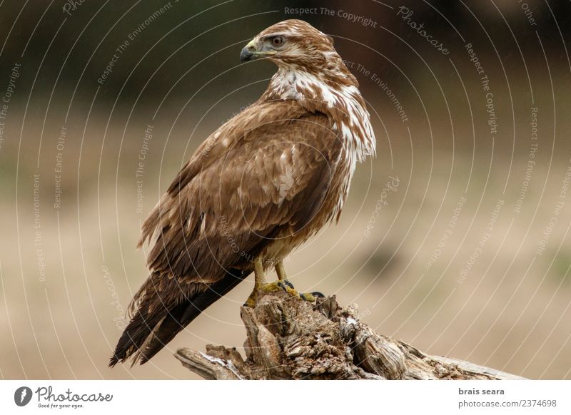 Mäusebussard Wissenschaften Biologie Ornithologie Umwelt Natur Tier Wald Wildtier Vogel Flügel 1 Holz warten natürlich Tierliebe Avenue Wirbeltier Wirbeltiere