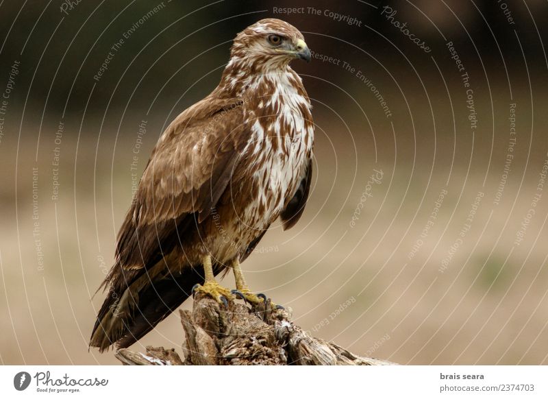 Mäusebussard Wissenschaften Biologie Ornithologie Umwelt Natur Tier Wald Wildtier Vogel Tiergesicht Flügel Greifvogel 1 frei Tierliebe Avenue Wirbeltier