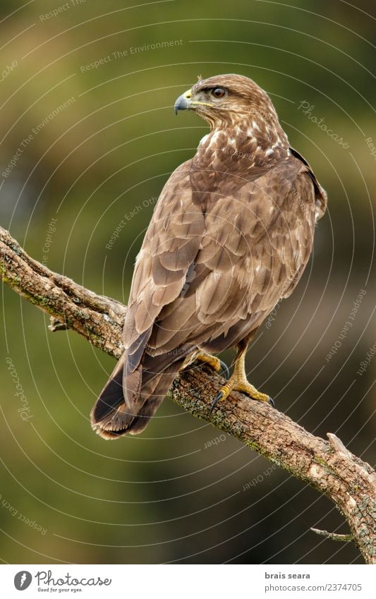 Mäusebussard Biologie Ornithologie Umwelt Natur Tier Wald Wildtier Vogel Tiergesicht Flügel Greifvogel 1 braun Tierliebe Avenue Wirbeltier Wirbeltiere Tiere